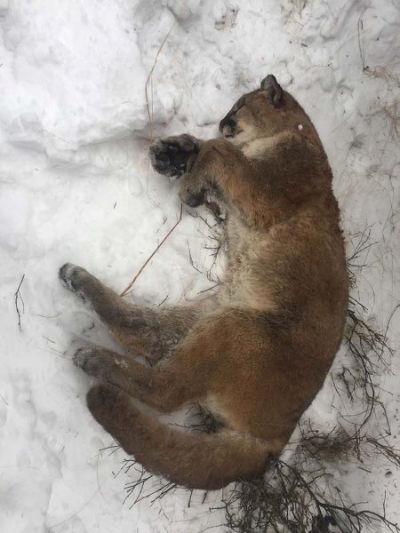Alberta Fish and Wildlife officials are asking the community for tips regarding an illegal cougar killing near Ghost Lake.