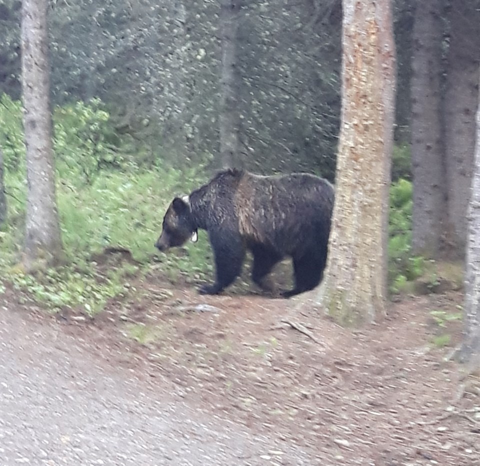 Bear WEB