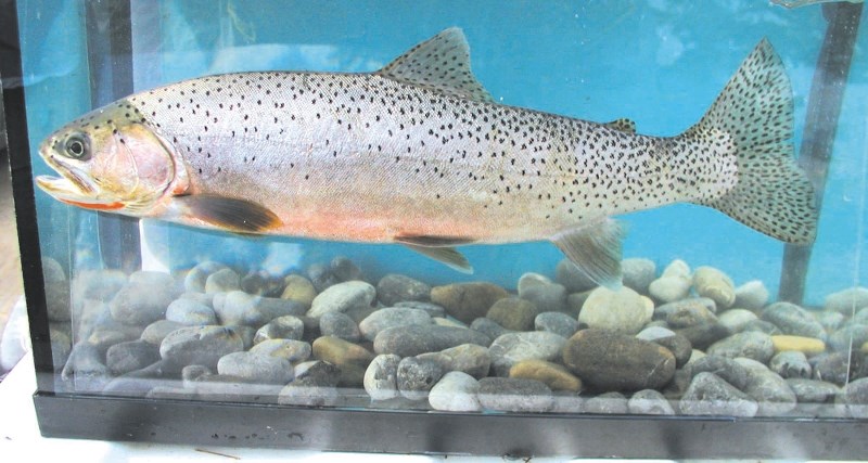 Westslope cutthroat trout.