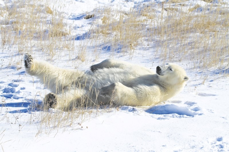 A polar bear plays in its natural habitat near Churchill, Man.