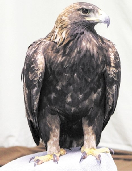 This Golden Eagle has been on the mend at the Alberta Institute for Wildlife Conservation for more than two weeks.