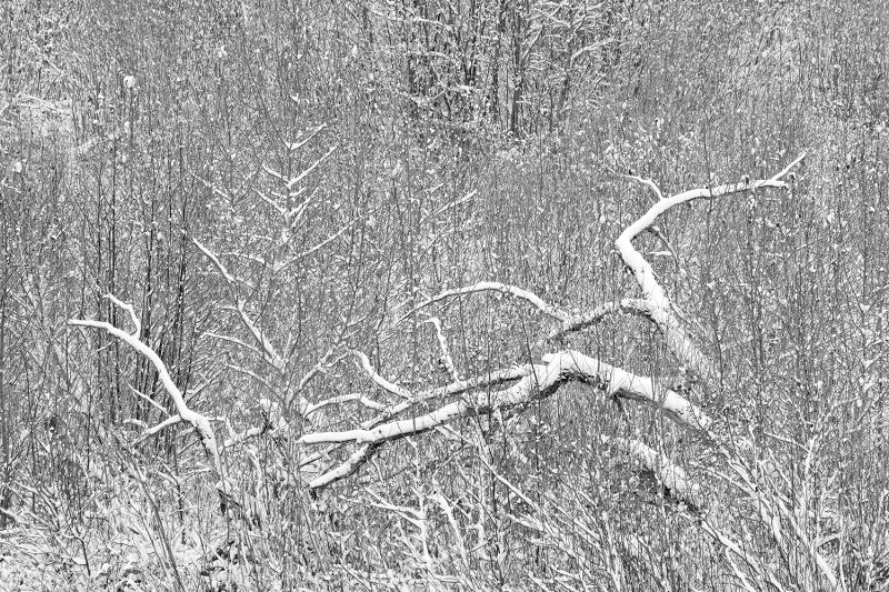 The natural area between West Terrace Drive and West Terrace Crescent.