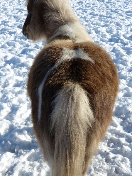 Heavy winter hair can hide your horse&#8217;s health during winter, so it&#8217;s important to feel your furry friend to make sure he/she has enough meat on their bones.