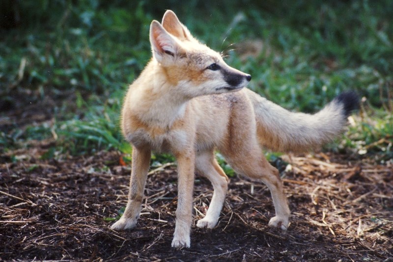 The Cochrane Ecological Institute and Cochrane Wildlife Reserve Society have imported a female swift fox, named Prudence (not pictured), to help widen the genetic pool of the 