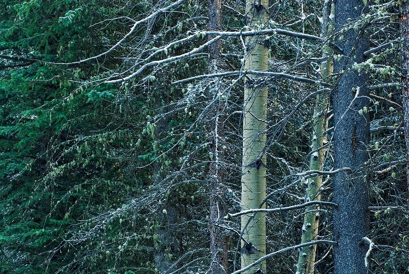 Aspen trees in autumn, Cypress Hills Interprovincial Park.