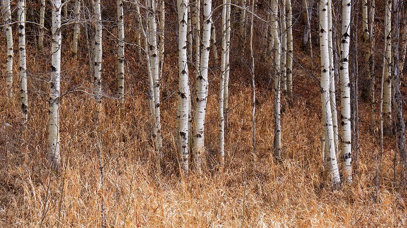 An Aspen forest near Cochrane.