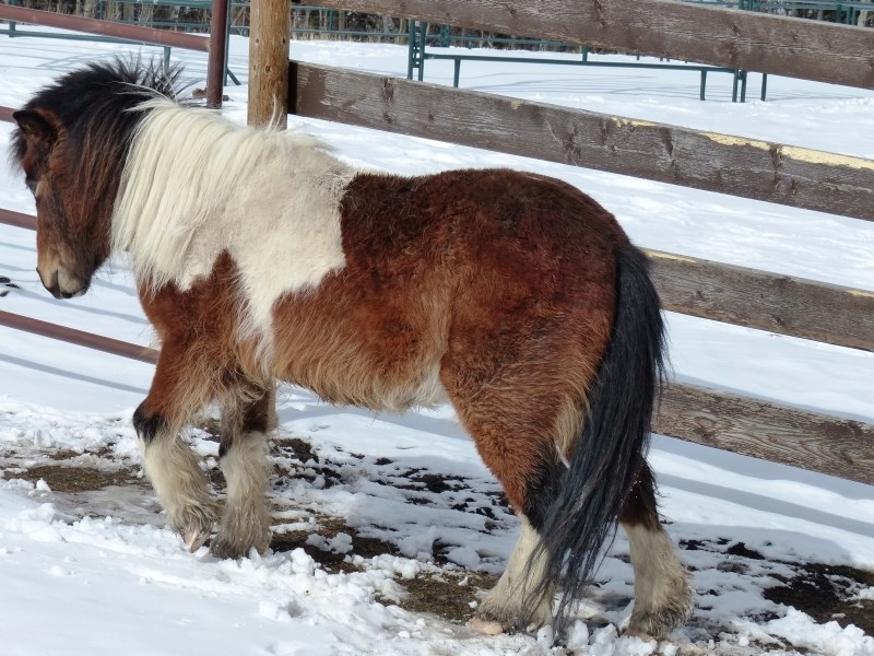 Minis like to hang on to their hair in the spring and need to be clipped.