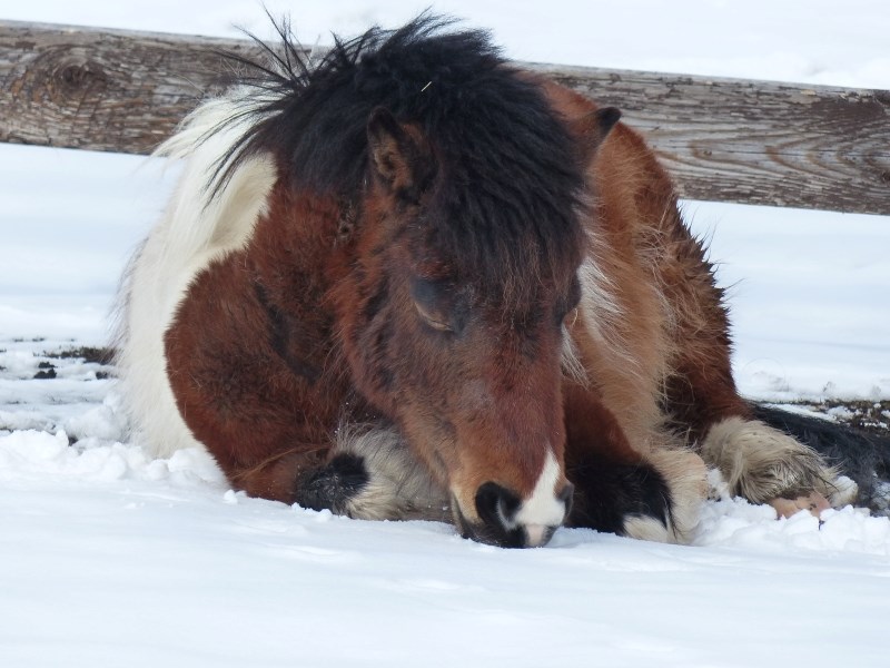 Milo the mini enjoys a nap in the snow.