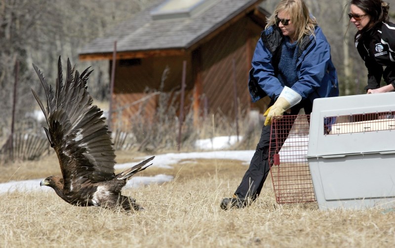 Barb Kowalzik from the Alberta Institute for Wildlife Conservation releases a golden eagle at Hay Meadow in Kananaskis Country.