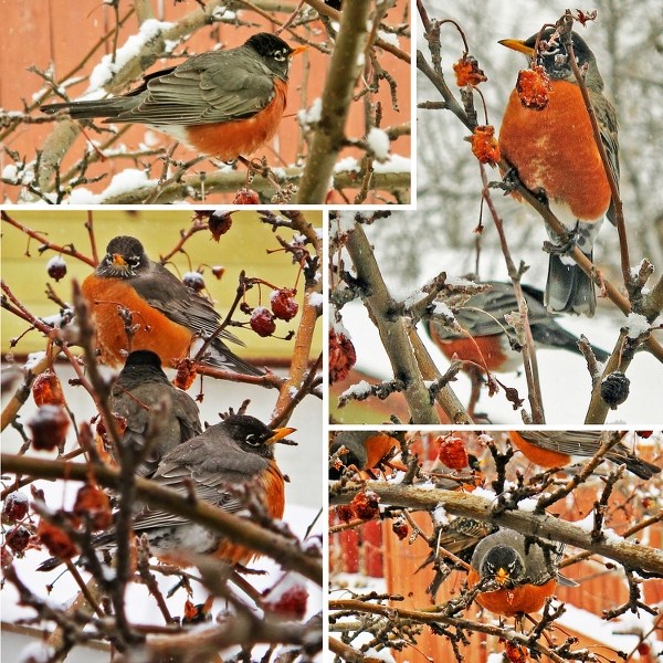 A hope-filled sign of spring, robins descend on columnist&#8217;s backyard apple tree near bedroom window and are greeted by his camera-toting wife.