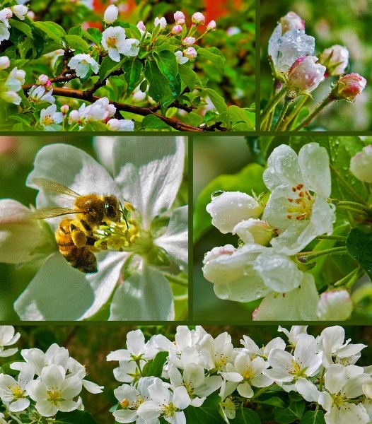 A friendly neighbourhood honey bee can&#8217;t resist the aromatic pinks, whites and yellows of the alluring blossoms on our backyard apple tree.