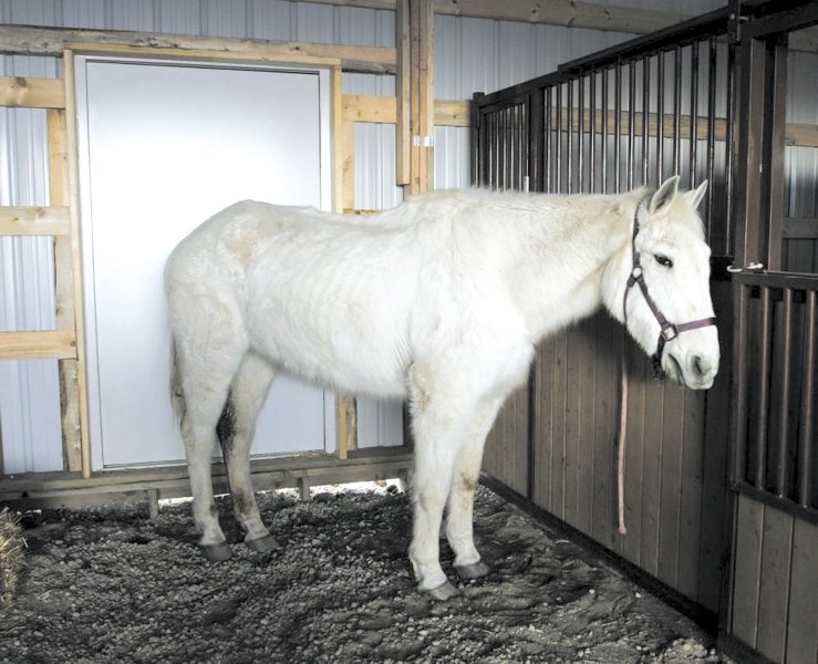 Henry the horse was purchased at auction by The Forgotten Farm Rescue and Sanctuary. The Springbank-area farm is being investigated by the Alberta SPCA and Rocky View County