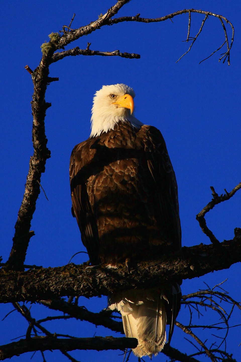 An eagle taken using high-dynamic-range imaging.