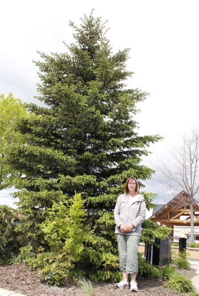 Light Up board chair Marni Fedeyko stands by the tree she hopes to use to officially &#8216;light up&#8217; downtown Cochrane.
