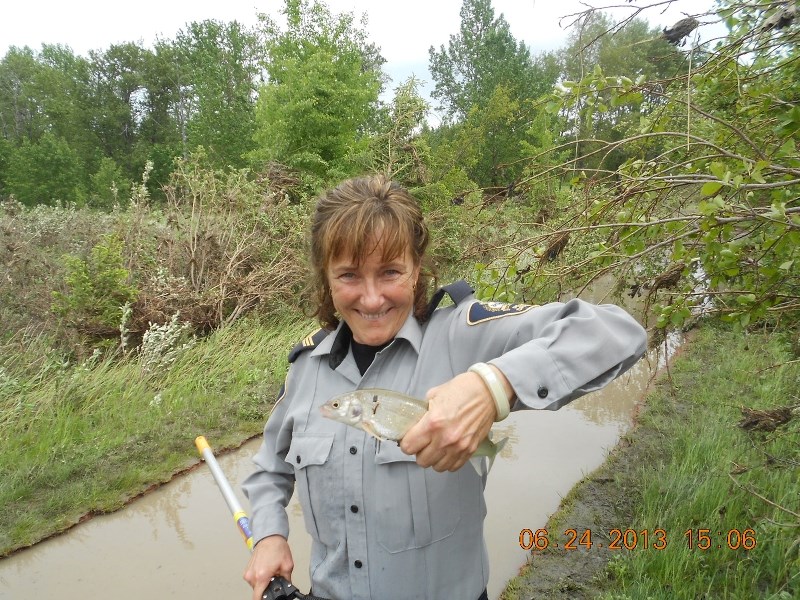Charlene Ruttle, above, and Brad Tomlinson rescued stranded fish and sent them back to the Bow River during the June floods.