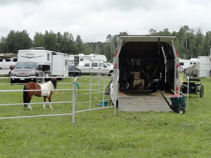 Setting up the campsite for an equine competition. Milo the horse ignoring his water bucket, while Kathleen was setting up camp.