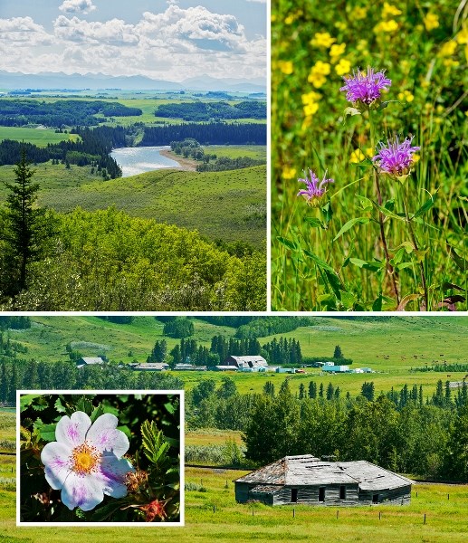 Stretching along the north shore of the Bow River only minutes east of Cochrane, Glenbow Ranch Provincial Park, vibrant here in its summertime greens, pinks and yellows,