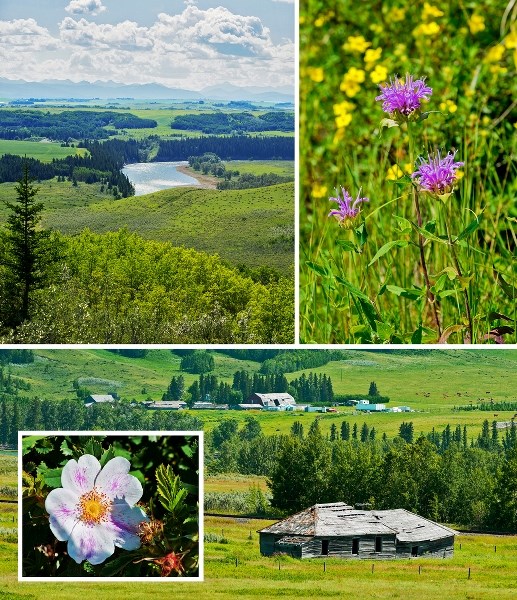 Stretching along the north shore of the Bow River only minutes east of Cochrane, Glenbow Ranch Provincial Park, vibrant here in its summertime greens, pinks and yellows,