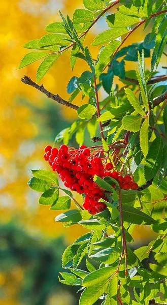 Aspen gold embraces Mountain Ash red along Quigley Dr., a harbinger of autumn in Cochrane.