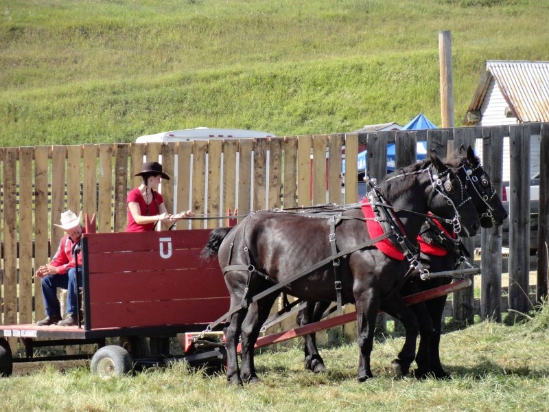 Jodi Graham Junior Driver driving a team of Percherons.