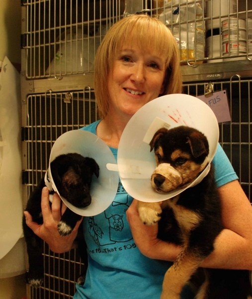 The Cochrane and Area Humane Society has two new additions, Emmy Lou (left) and Rufus (right), pictured here with the society&#8217;s spokesperson, Cheryl Wallach. The