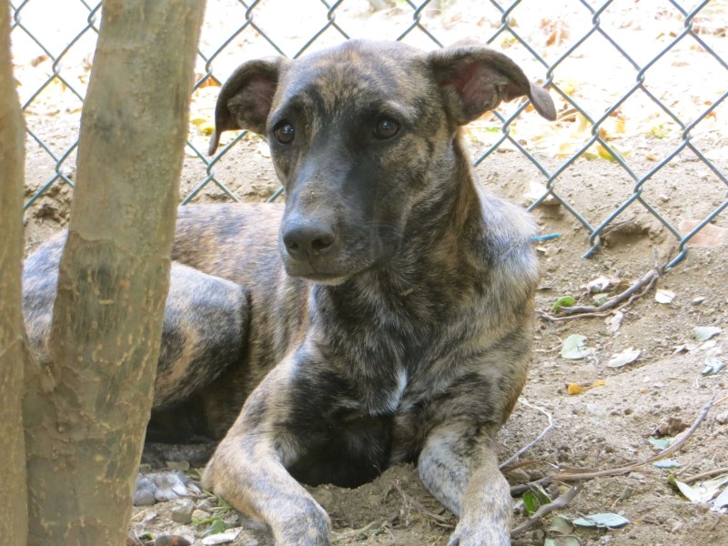 On the island of Curacao, the population of street dogs (like the one pictured) is estimated at about 90,000. Recently, Dr. Judith Samson-French visited the island to examine 