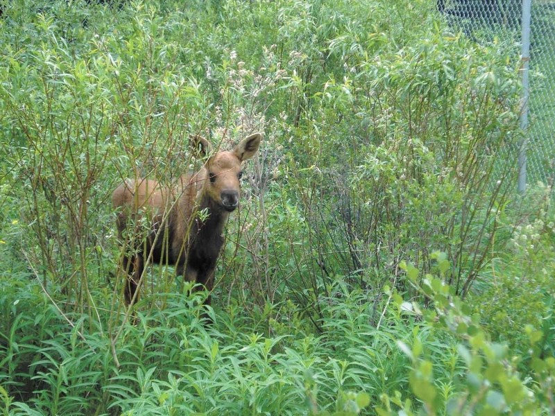 Beau was one of two moose found dead on the enclosed property of the Cochrane Ecological Institute.