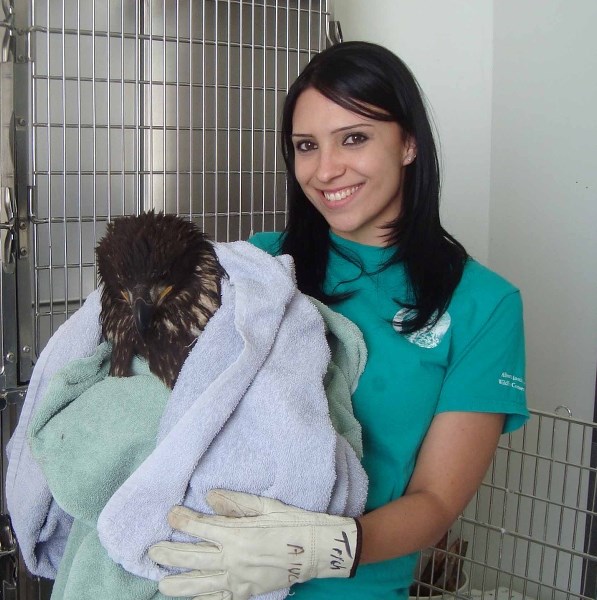 Stacey Jespersen, a wildlife rehabilation technician at the Alberta Institute for Wildlife, is seen here with one of the centre&#8217;s patients, a golden eagle. The AIWC is