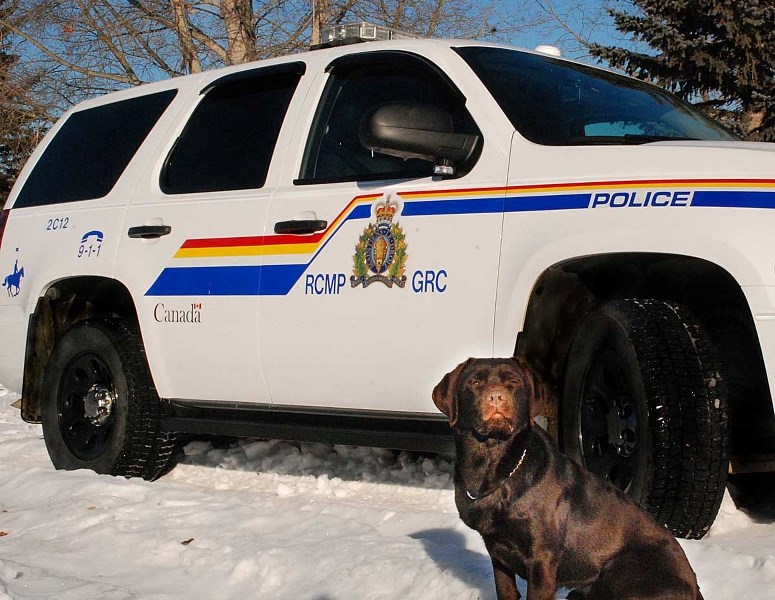 Maggie, a drug-detection dog, joined Cochrane&#8217;s Integrated Traffic Unit in December.