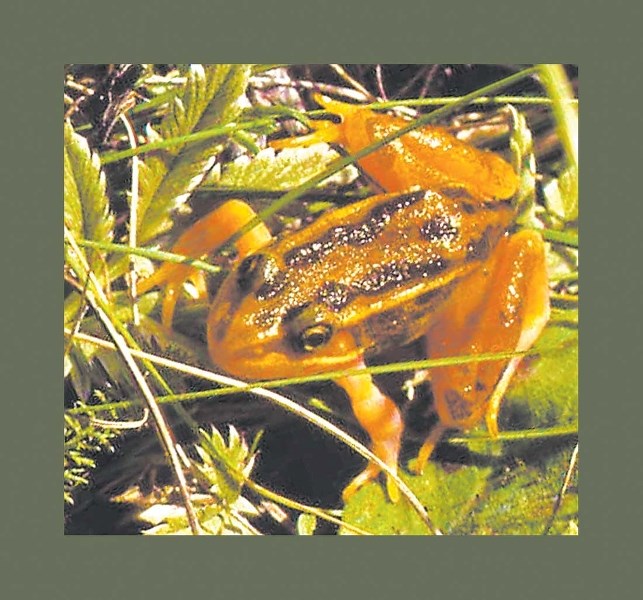 Endangered northern leopard froglet as yellow morph revealed disagreement over earthly implications of heavenly views.