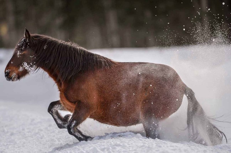 Bragg Creek vet Dr. Judith Samson-French aims to utilize contraception to help ease the horse cull, much like she has done for the feral dog population on First Nations