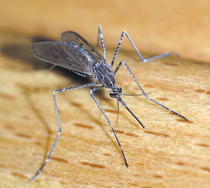 Managing mosquitoes in Bearspaw has proved challenging for Rocky View County.