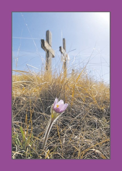 The crocus (genus Pulsatilla), known also as the Easter Flower, has long been associated with the resurrection of Jesus Christ.