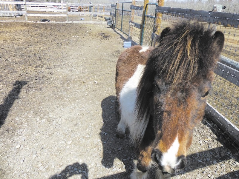 Kathleen Winfield keeps her miniature horse dry by creating a slope in her pens to allow water to run off.
