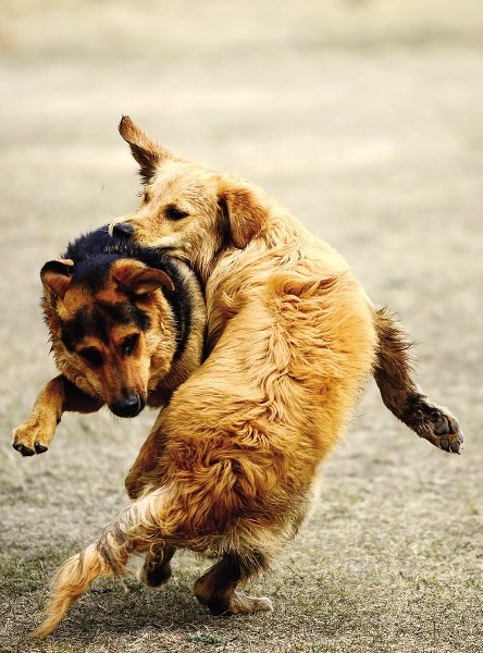 A pair of dogs play at the off-leash dog park next to the Spray Lake Sawmills Family Sports Centre last week.