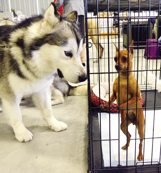 All kinds of breeds of dogs came out for last year&#8217;s All Breed Dog Show at Spray Lake Sawmills Family Sports Centre. This spring&#8217;s event happens May 9-11.