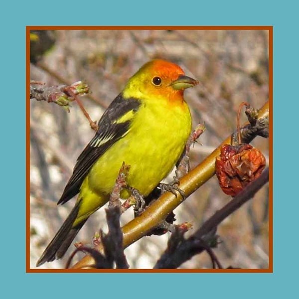 Like a ray of golden sunshine, a Western Tanager visited our apple tree, offering wisdom for confronting Alzheimer&#8217;s with beauty and joy.