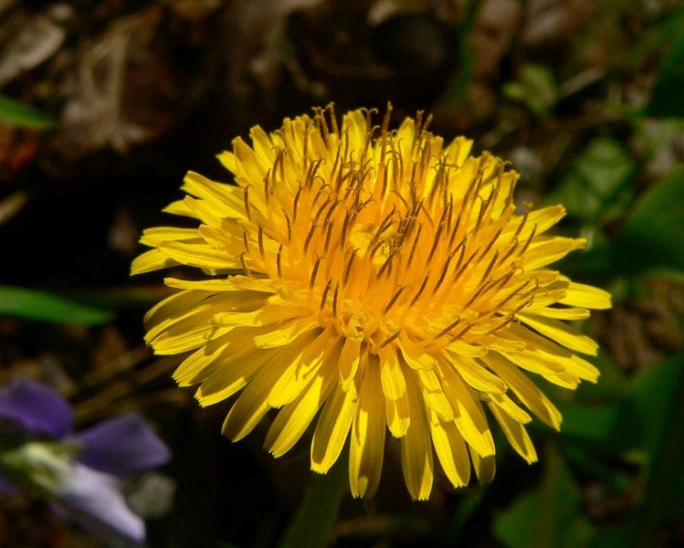 For best cooking results, get your dandelion before it flowers, when it is young and tender.