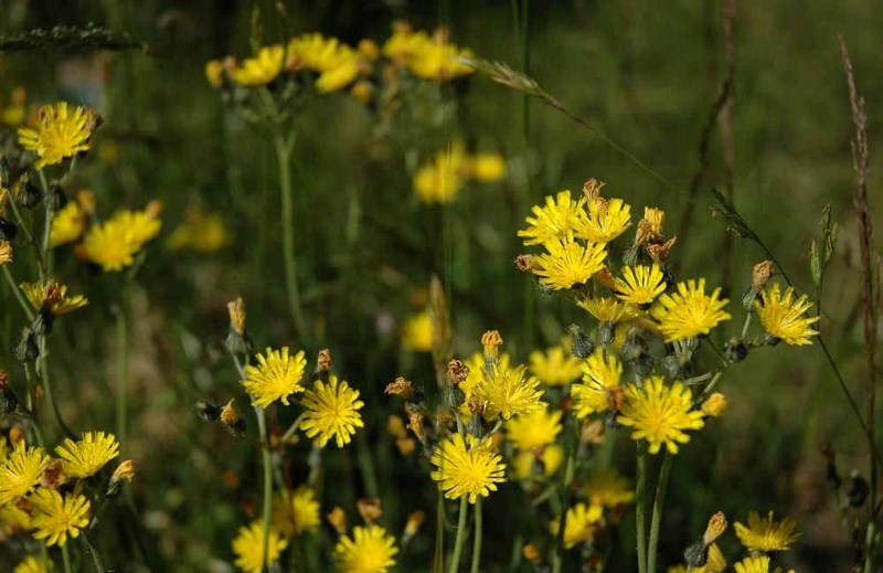 Yellow Hawkweed, pictured above, is considered to be a noxious weed in Alberta. A workshop will be put on by Rocky View County June 4 to discuss how to deal with invasive
