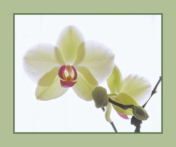 An orchid on our coffee table speaks of the therapeutic power of beauty in our lives through the affirming presence of friends and family, a metaphor for the importance of