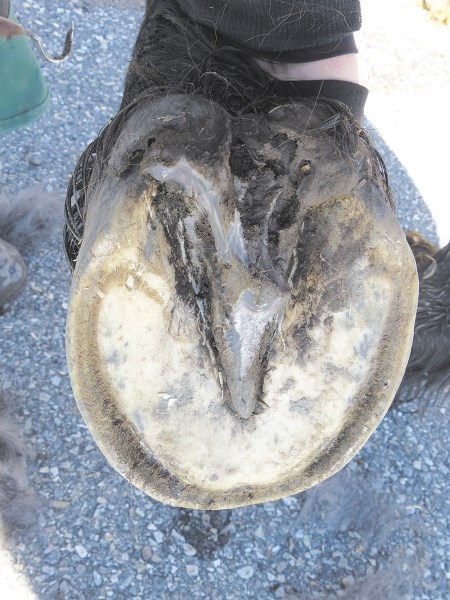 A thrush-infected foot of a horse, requiring more aggressive treatment.