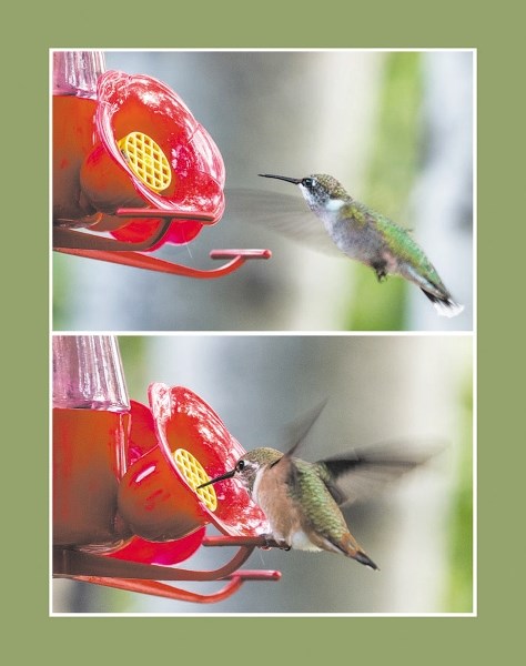 A hummingbird&#8217;s visit to the feeder on Bev and Diane Pamenter&#8217;s deck in Toki was a reminder about our role as God&#8217;s instruments in comforting the grieving.