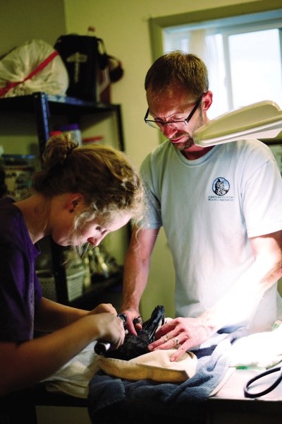 Kirsten Frayne and Roy Hoskins work on an injured crow, which they eventually needed to euthanize due to extensive injuries.