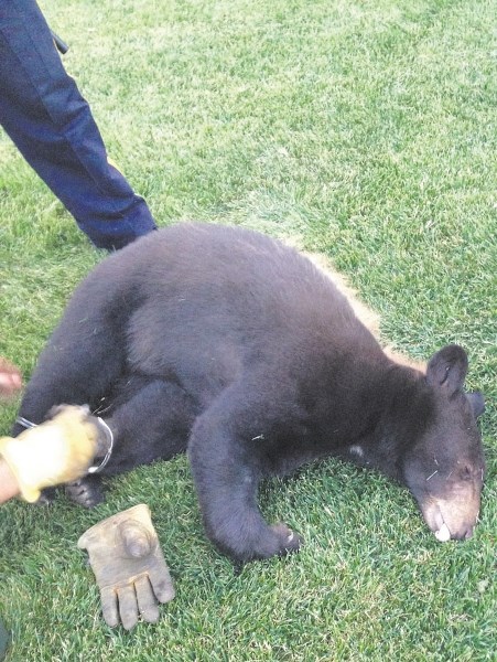 A brown-coloured black bear is darted and immobilized Aug. 19 in the community of GlenEagles.