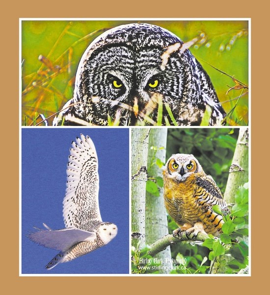 Wildlife photographer Stirling Clark delights in wide-eyed owls. Clockwise from top: great gray gives him the eye from grass; great horned owlet stares him down from poplar;