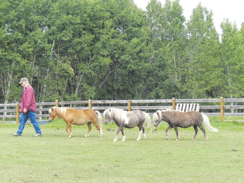 Jay Winfield, Kipper, Storm and Dancer.