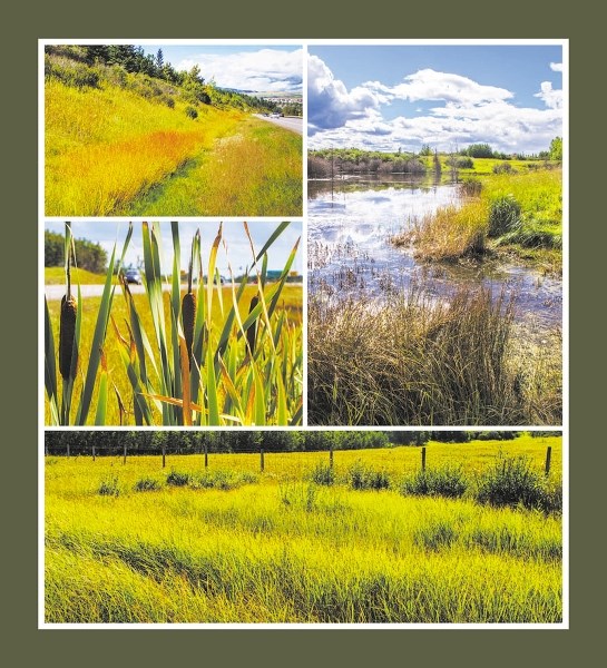 Late-summer day along west side of Hwy 22 between Fireside turnoff and Bow River, clockwise from top left: summer greens welcome autumn golds; pond invites reflection; grass