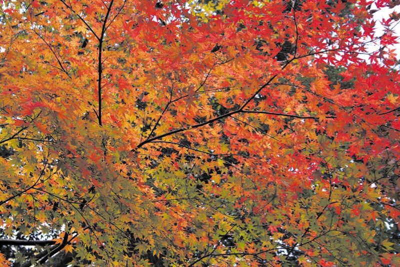 Bag your leaves and bring them to the Eco Centre.