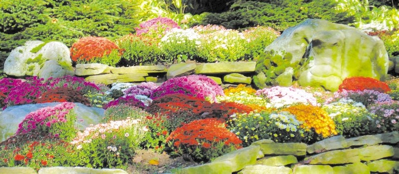 Fall mums.