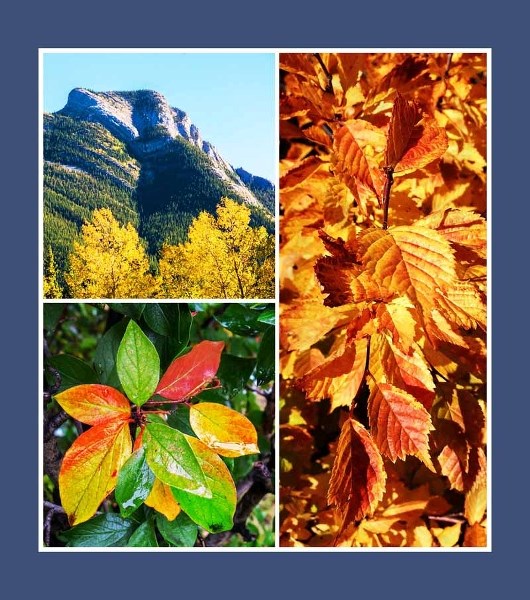Clockwise from top left: yellow Aspens below Heart Mountain, golden Double Flowering Plumb leaves outside St. Mary&#8217;s Church in Cochrane, and Cotoneaster starburst on